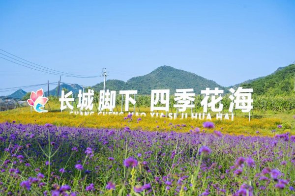 泸深策略 秋日限定，长城脚下四季花海美成“调色板”